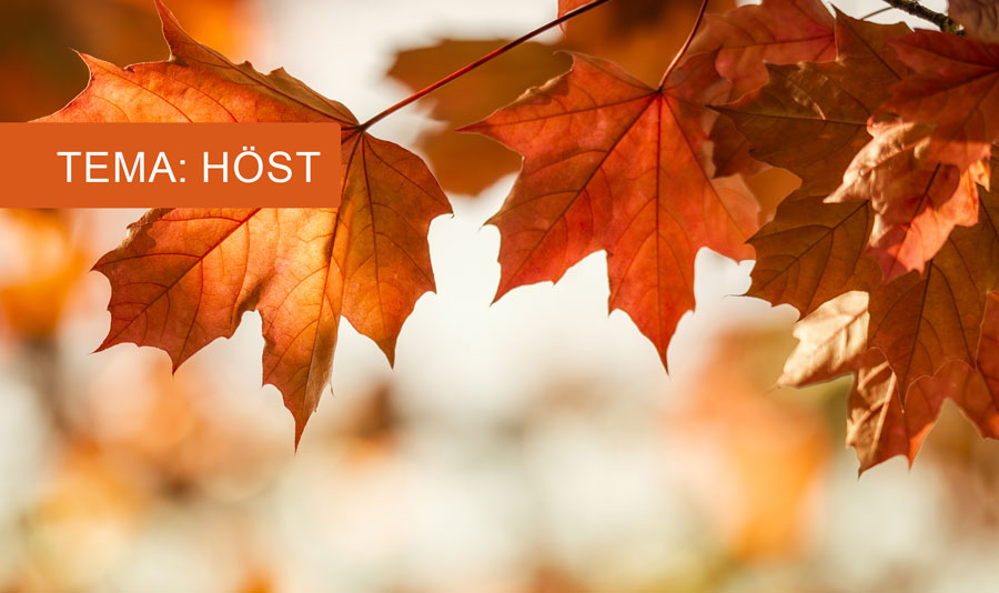 autumn_se autumn_se